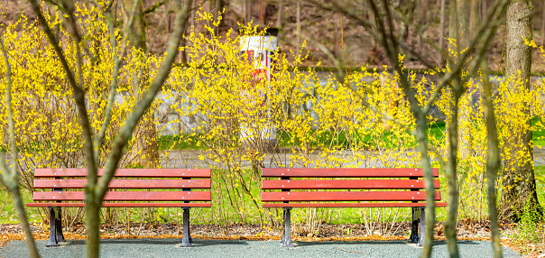 Panoramic image of two new benches from a public park in Germany, recently renewed as the spring season starts. Many people go to parks to enjoy the warmer and clearer weather, very different from the coldness and darkness of winter.