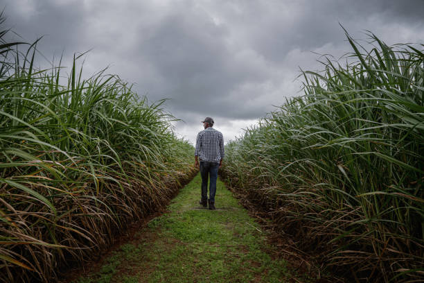 Vista traseira de um agricultor verificando a qualidade de sua plantação de cana-de-açúcar - foto de acervo