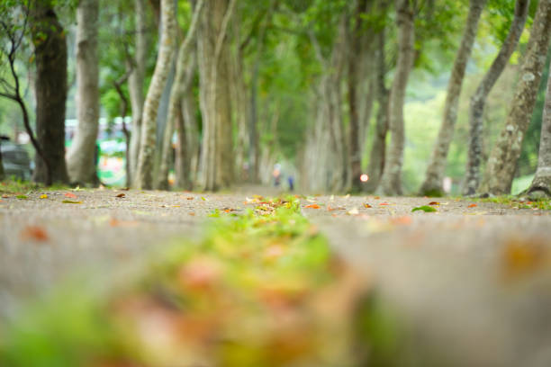 Focus street in park, bokeh background for text.