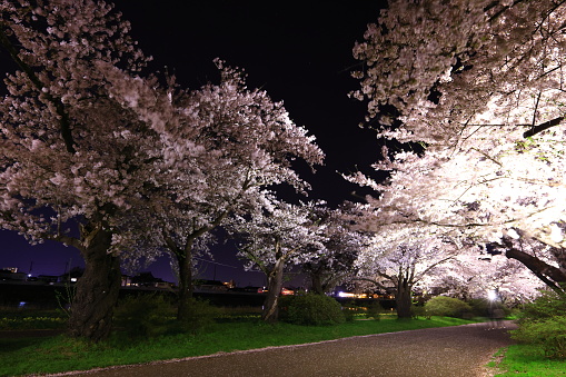 cherry blossom light up