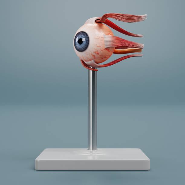 istock Realistic 3D Render of Eye Anatomy Model 1485714516