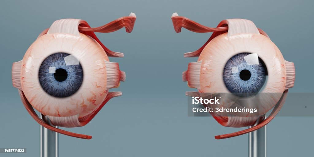 Realistic 3D Render of Eye Anatomy Model Anatomy Stock Photo