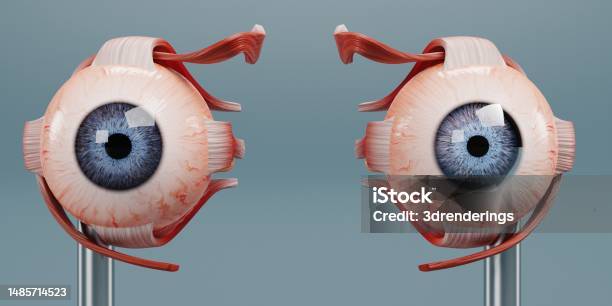 Realistic 3d Render Of Eye Anatomy Model Stock Photo - Download Image Now - Anatomy, Color Image, Cutting