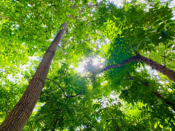 istock View of trees from below in Cebu, Philippines 1485714594