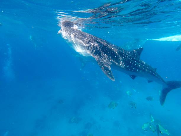 istock Whale Sharks feeding in Oslob, Cebu, Philippines 1485714624