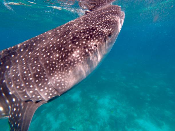 istock Whale Sharks feeding in Oslob, Cebu, Philippines 1485714644