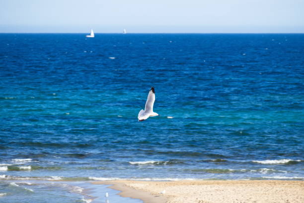istock Seagulls flying with a background of deep blue sky 1485714697