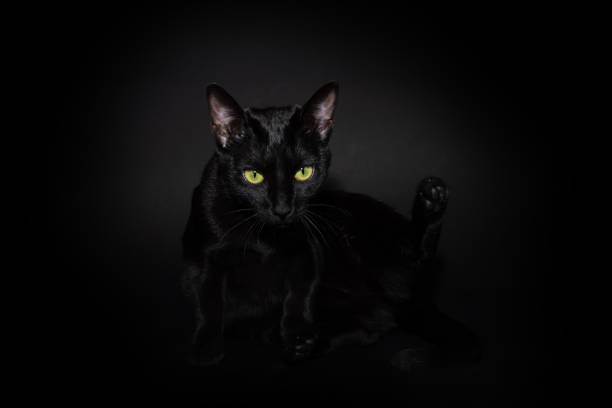 istock Black cat scratching and sitting. Isolated on black background 1485715837