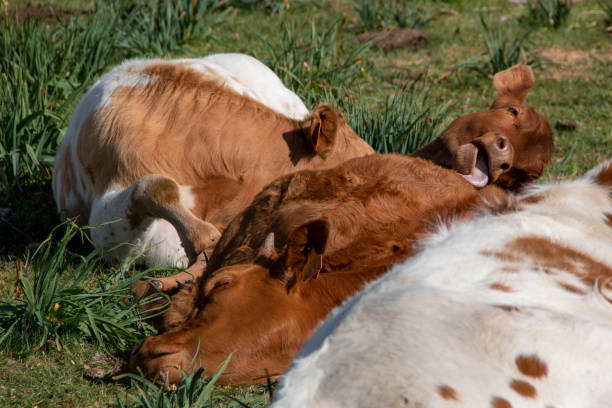 istock free range cows grazing and resting in the meadow 1485716766