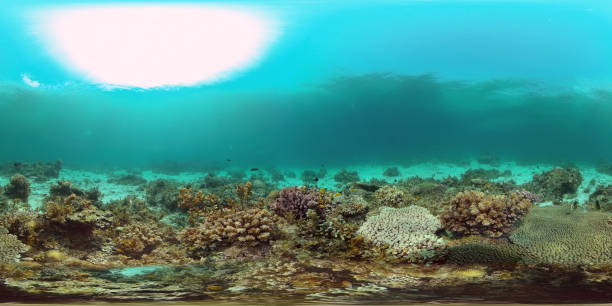 istock Coral reef and tropical fish underwater. Philippines. 360-Degree view. 1485717103