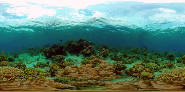 istock Coral reef and tropical fish. Philippines. 360-Degree view. 1485717690