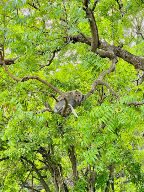 istock A little thief who lurked on a tree 1485718831