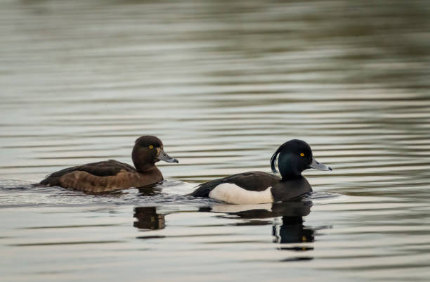 istock Tufted ducks on a lake in Gosforth Park nature Park viewed from the Ridley Hide 1485719416