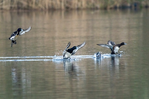 Tufted ducks on a lake in Gosforth Park nature Park viewed from the Ridley Hide.