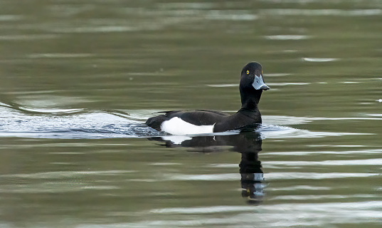 Tufted duck on a lake in Gosforth Park nature Park viewed from the Ridley Hide.