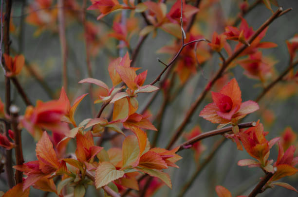 istock Japanese spirea bush in spring, the leaves on the rust begin to grow. 1485720736