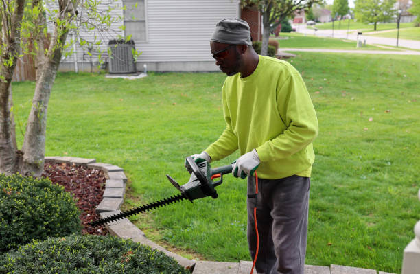 Garden shears, pruning shears and electric trimmer lie on cut boxwood leaves. Topiary pruning of evergreen plants in the garden.