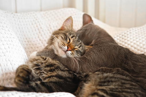 Two cats cuddling on white blanket at home. Cute domestic striped friendly cats. 2 sleepy kittens washing comfortably. Family couple feline resting together. Happy tabby beautiful pets in love hugging. Adorable Family caring animals. Kitty Cat licking each over,  closeup. 4K. For Advertising, Veterinarian Clinic, Cat Food Ad