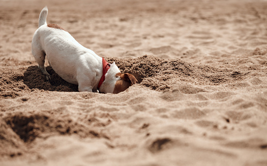Jack Russel dog digging sand on the seaside in sunny summer day