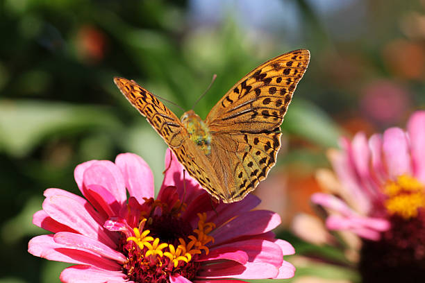 butterfly on flower butterfly (Silver-washed Fritillary)on flower (zinnia) silver washed fritillary butterfly stock pictures, royalty-free photos & images