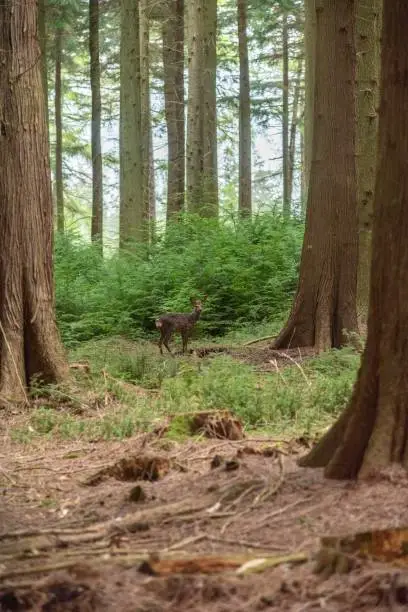 Photo of Roe deer New Forest