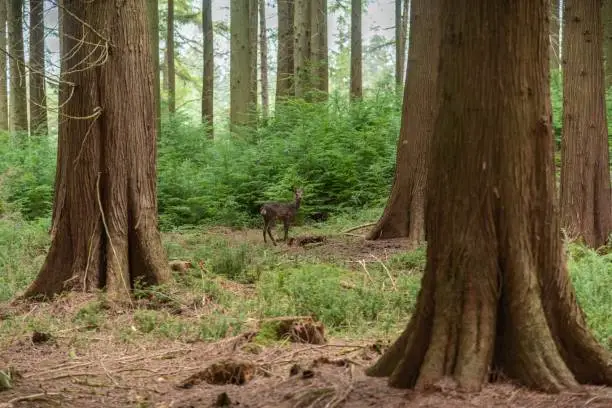 Photo of Roe deer New Forest