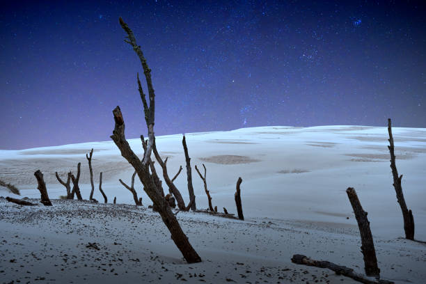 wipfel abgestorbener bäume im nationalpark, überschüttet von der sich bewegenden sanddüne von leba, polen, nächtliche atmosphäre durch nachbearbeitung - petrified sand dune stock-fotos und bilder