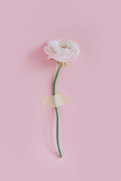 istock Tender Ranunculus flower on a pink pastel background. 1485726038