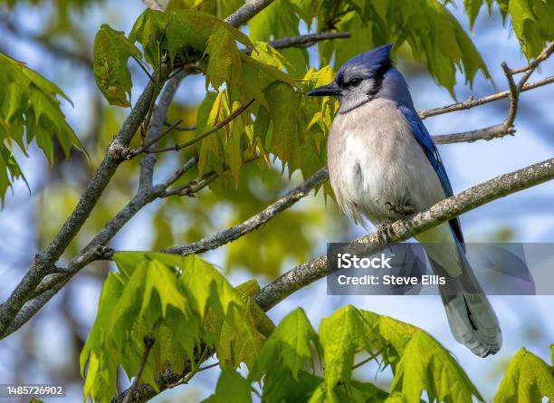 Backyard Birding Stock Photo - Download Image Now - American Robin, Animal, Animal Body Part