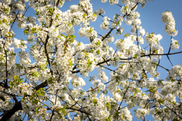 istock White flowers on blossoming cherry tree in springtime. 1485727877
