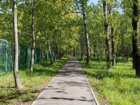 asphalt path in the park, shade from trees