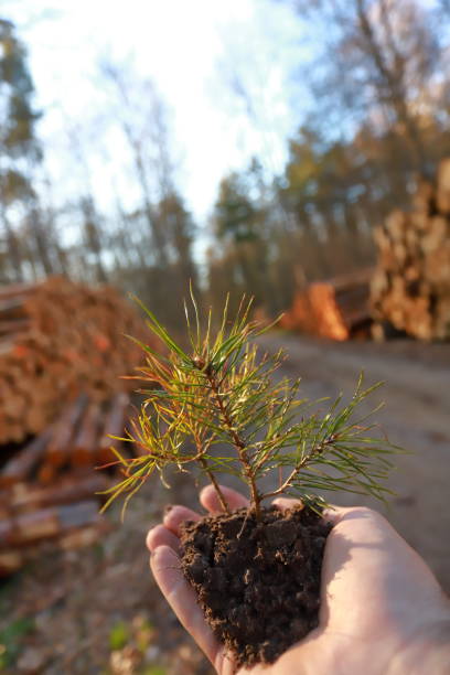 Pine sprout. Planting a forest and reforestation concept stock photo