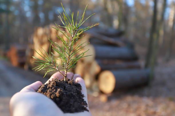 Concept of the new forestry, young pine tree in hand stock photo