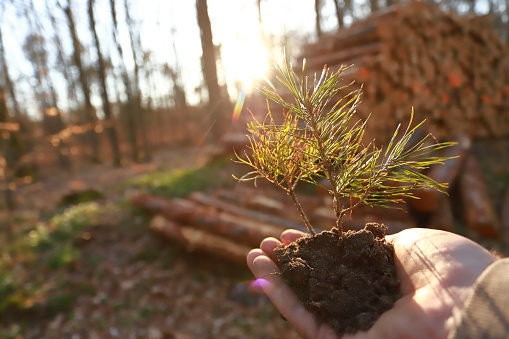 Pine tree seedling among the cutted tree logs