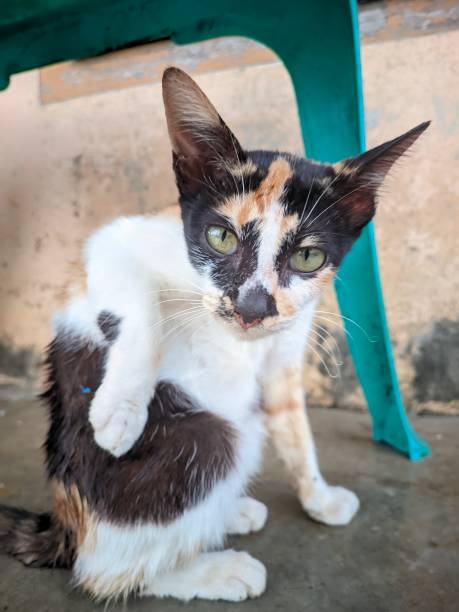 istock a three-colored cat is cleaning its fur which is exposed to water when it rains 1485730916