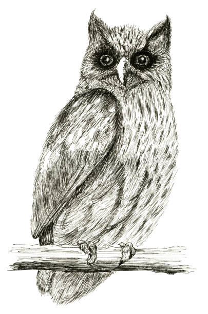 istock Grave Owl sitting on a branch Ink hand drawing illustration isolated on white background 1485731547