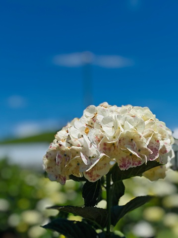 Hydrangea macrophylla, flowering plant, deciduous shrub