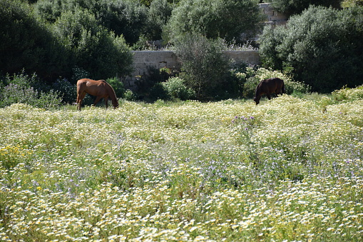 Two horse on a field