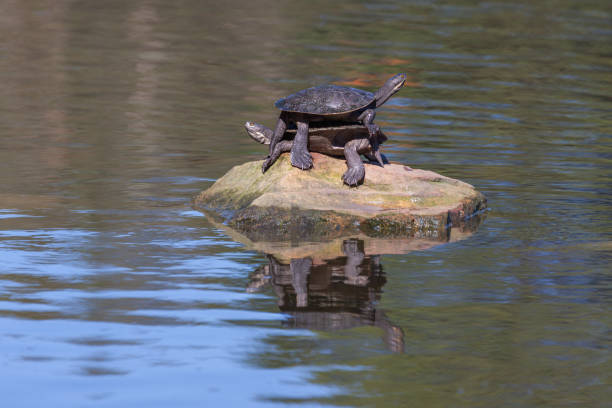 istock Two turtles in the sun 1485733623