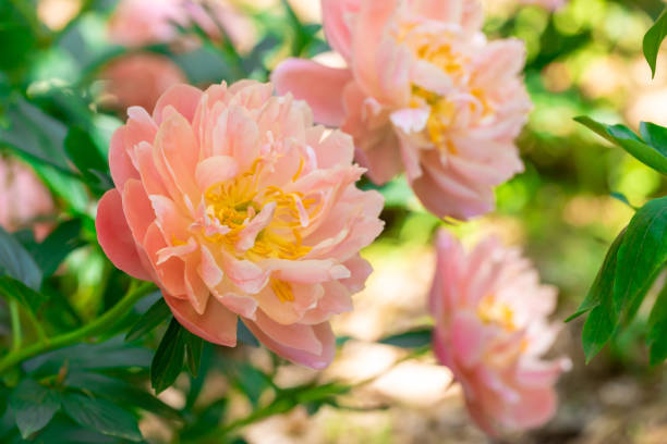 Salmon pink peony flowers