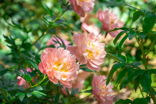 istock Salmon pink peony flowers 1485734301