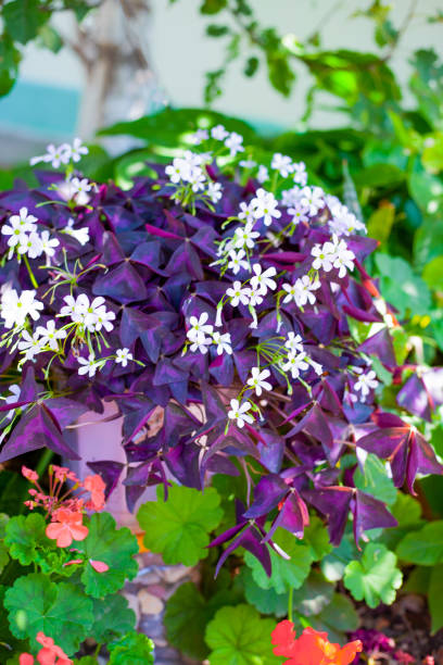 Oxalis flower. Purple leaves, white flowers. Home plants in the garden. Growing, gardening. Flower composition. Flowers in a pot on the street and balcony. stock photo