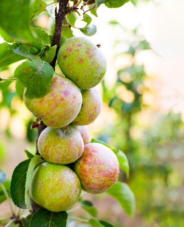 Apples on a branch in the garden. Grow fruits on a farm. Columnar apple variety. Summer fruit background. Copy space.