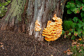 istock Orange Polypores mushroom is growing on bark of tree at autumn. Edible musroom in forest. 1485736590