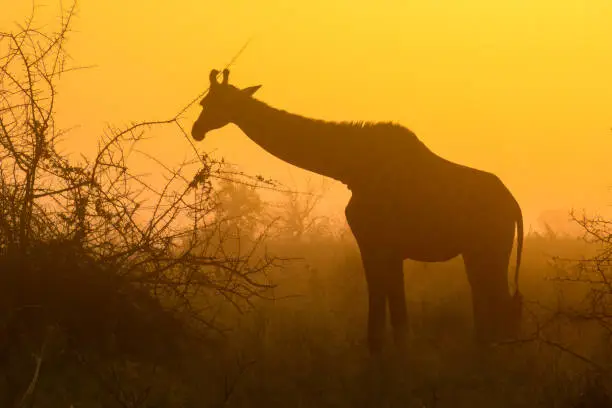 Silhouette of a giraffe as it browses on a shrub at sunrise