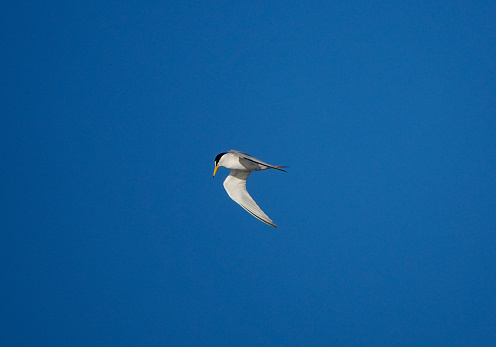 Common tern in flight.