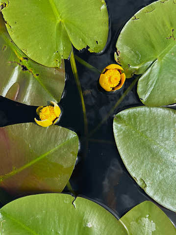 Overhead view of yellow pond lily. The lily is in a beautifully clear but dark pond water lake with big green leaves and a couple yellow blooming pond lilies. Taken on Cotas Lake in Northern Wisconsin.