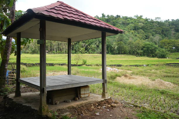 istock Paddy fields with yellow rice in rural Indonesia 1485748148