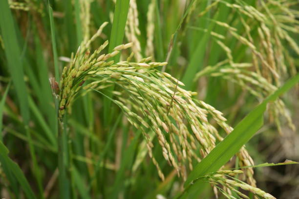 istock Paddy fields with yellow rice in rural Indonesia 1485748477