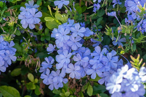 Plumbago auriculata blue flowering tropical plant, cape leadwort five petals flowers in bloom, green leaves